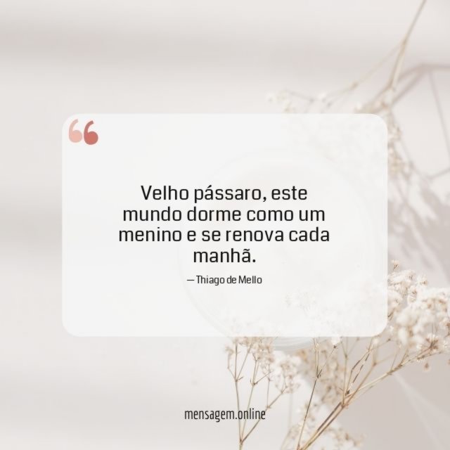 Velho pássaro