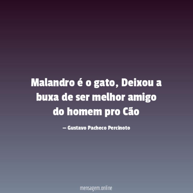 Malandro é o gato