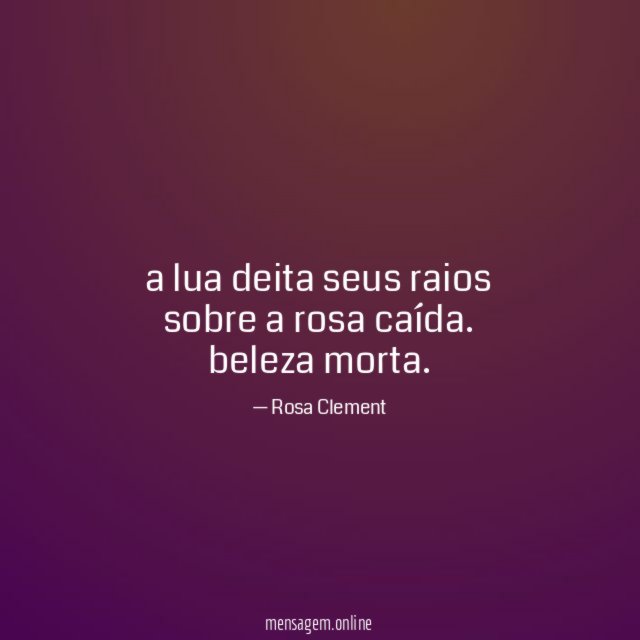 a lua deita seus raios sobre a rosa caída