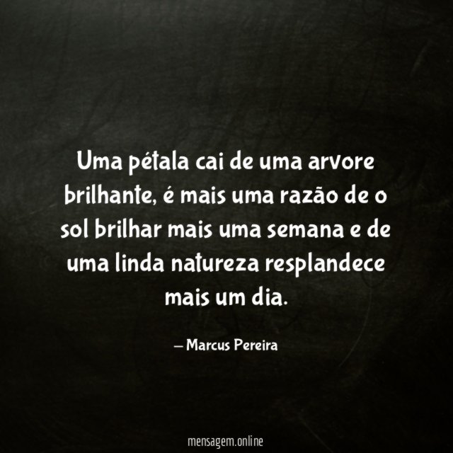 Uma pétala cai de uma arvore brilhante