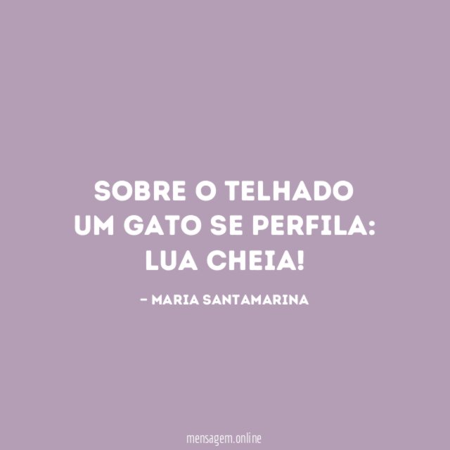Sobre o telhado um gato se perfila