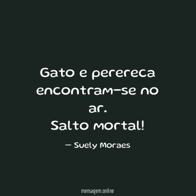 Gato e perereca encontram-se no ar