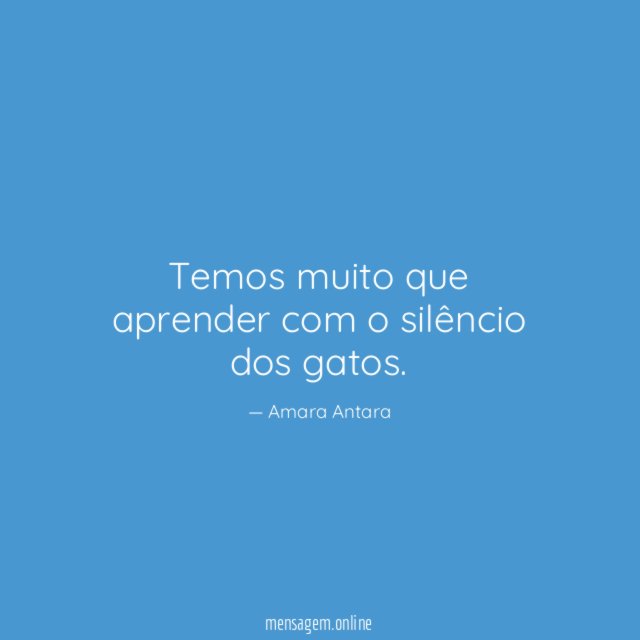 Temos muito que aprender com o silêncio dos gatos