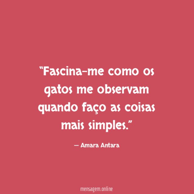 Fascina-me como os gatos me observam quando faço
