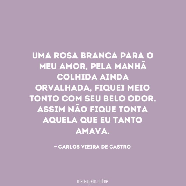 Uma rosa branca para o meu amor