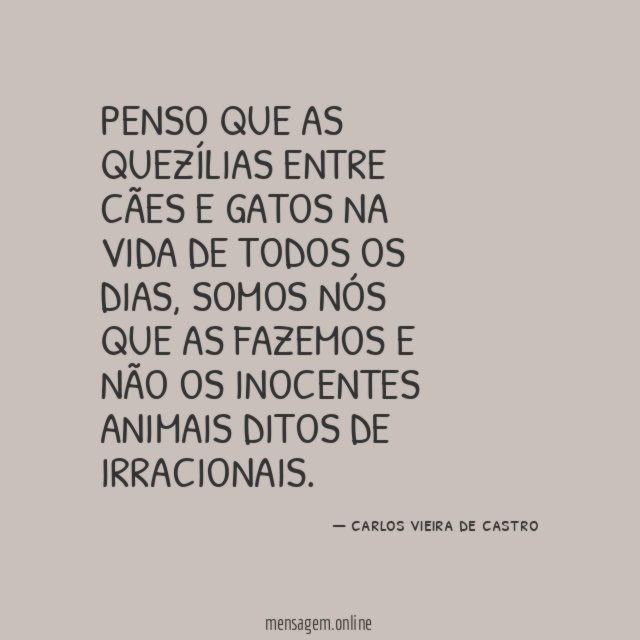 Penso que as quezílias entre cães e gatos
