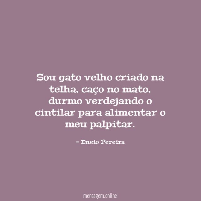 sou gato velho criado na telha