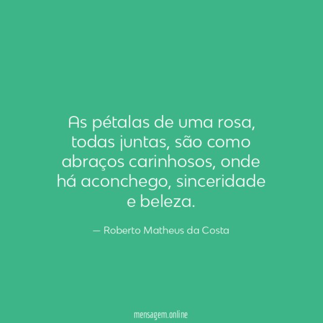 As pétalas de uma rosa