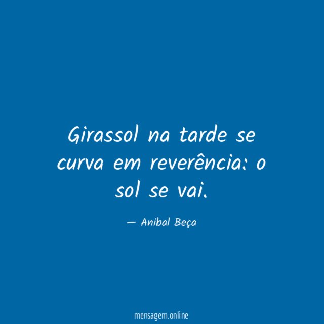Girassol na tarde se curva em reverência
