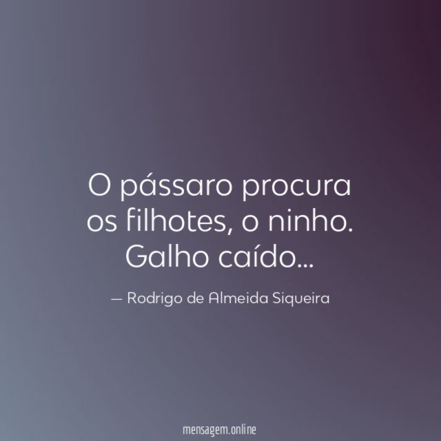 O pássaro procura os filhotes