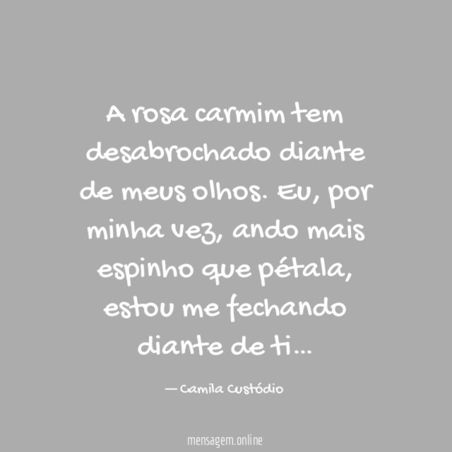 A rosa carmim tem desabrochado diante de meus olhos