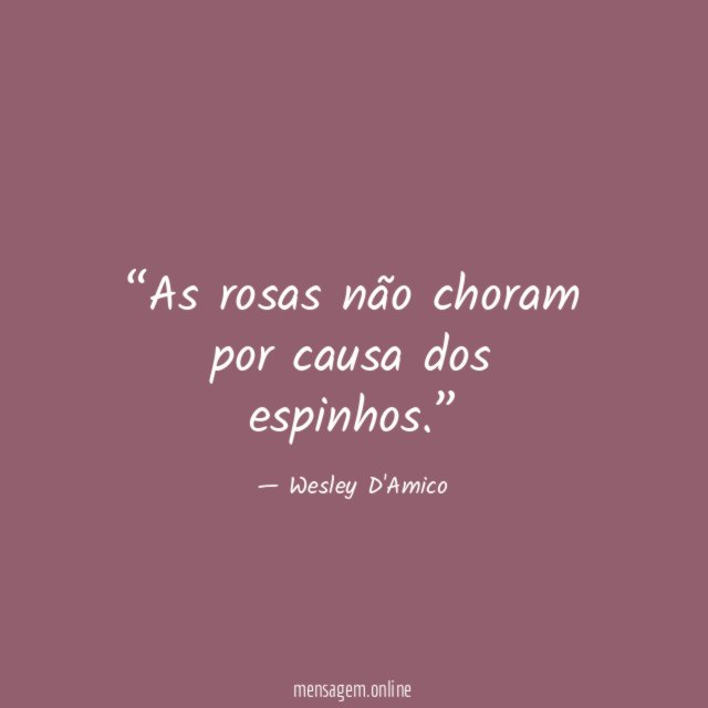 As rosas não choram por causa dos espinhos