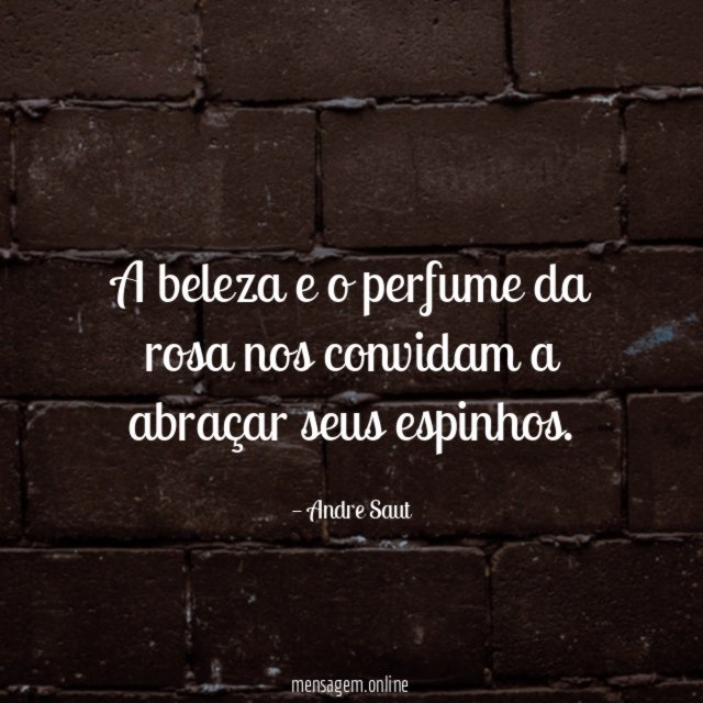 A beleza e o perfume da rosa nos