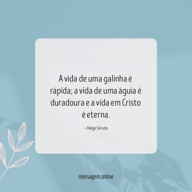 A vida de uma galinha é rápida