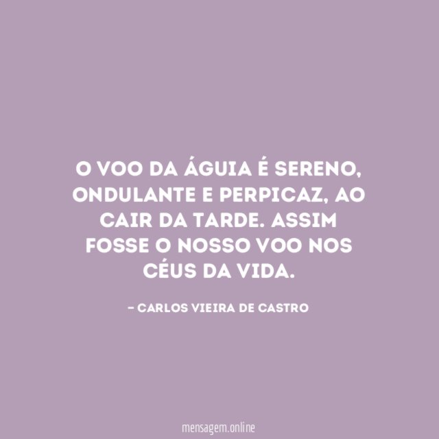 O voo da águia é sereno