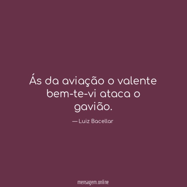 Ás da aviação o valente bem-te-vi ataca o gavião