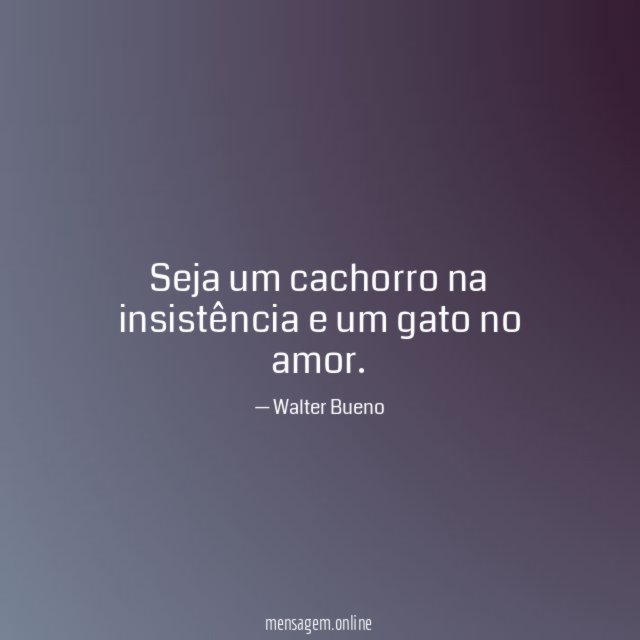 Seja um cachorro na insistência e um gato no amor