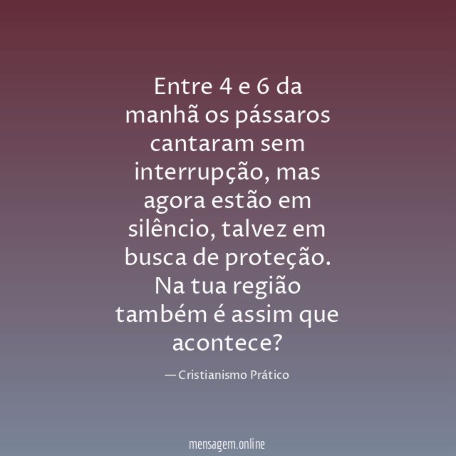 Entre 4 e 6 da manhã os pássaros cantaram sem interrupção, mas agora estão em silêncio, talvez em busca de proteção.