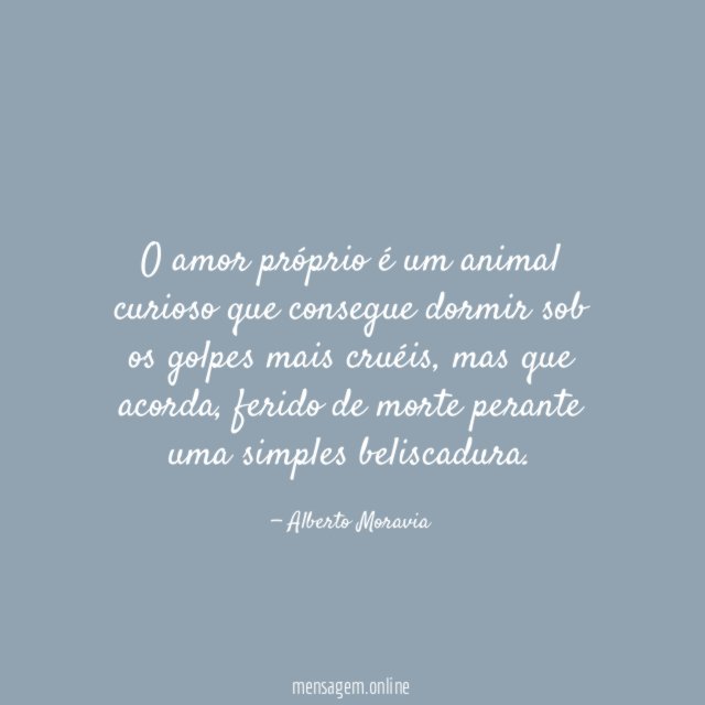 Animal Curioso