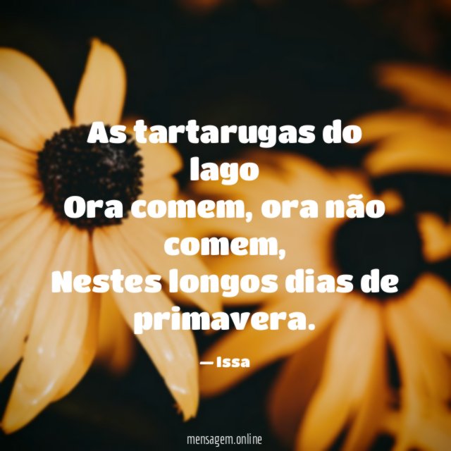 As tartarugas do lago Ora comem