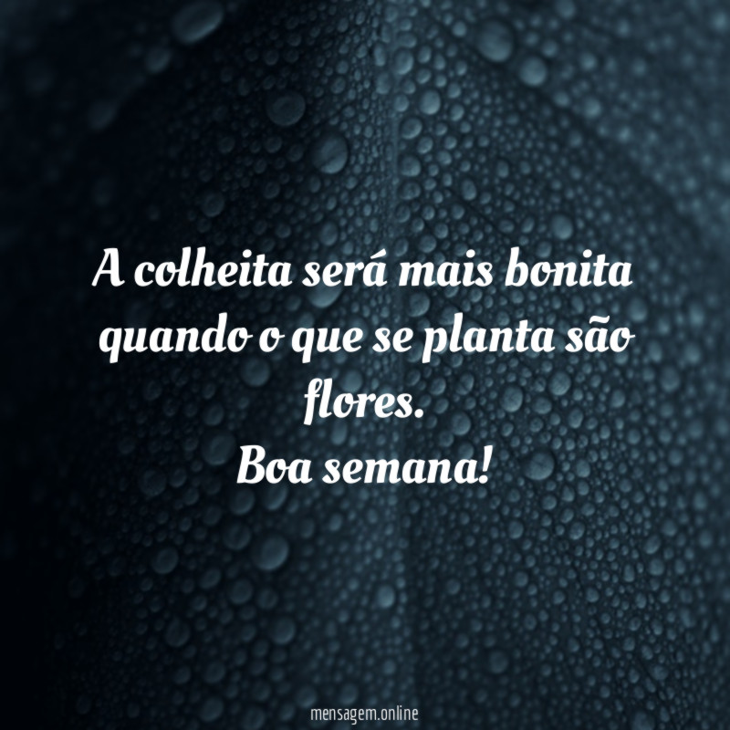A colheita será mais bonita quando o que