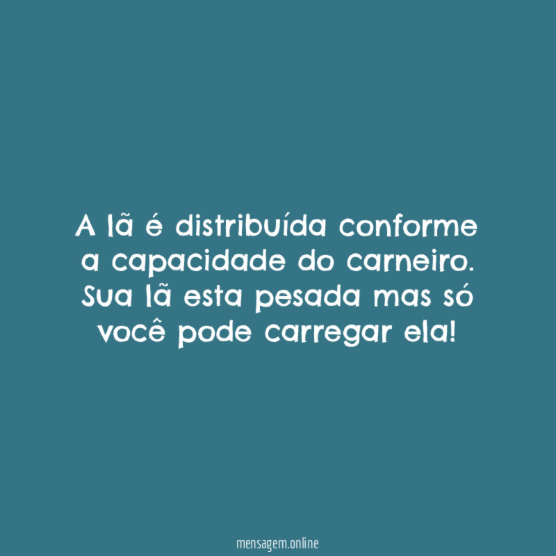 A lã é distribuída conforme a capacidade do carneiro
