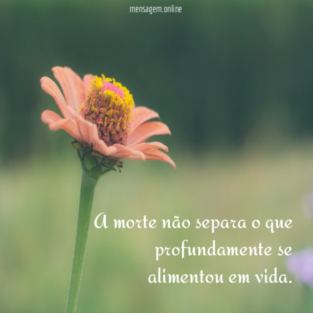 A morte não separa o que profundamente se alimentou em vida