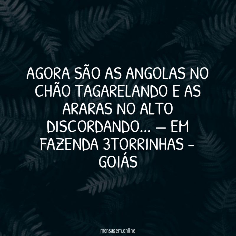 Agora são as angolas no chão tagarelando e as araras no alto discordando… — em Fazenda 3torrinhas - Goiás