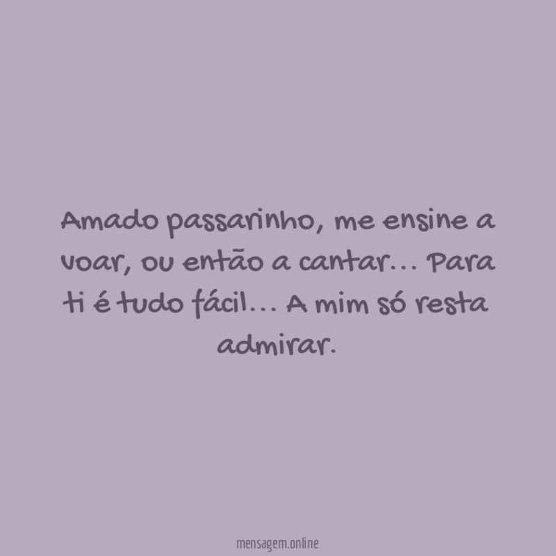 Amado passarinho