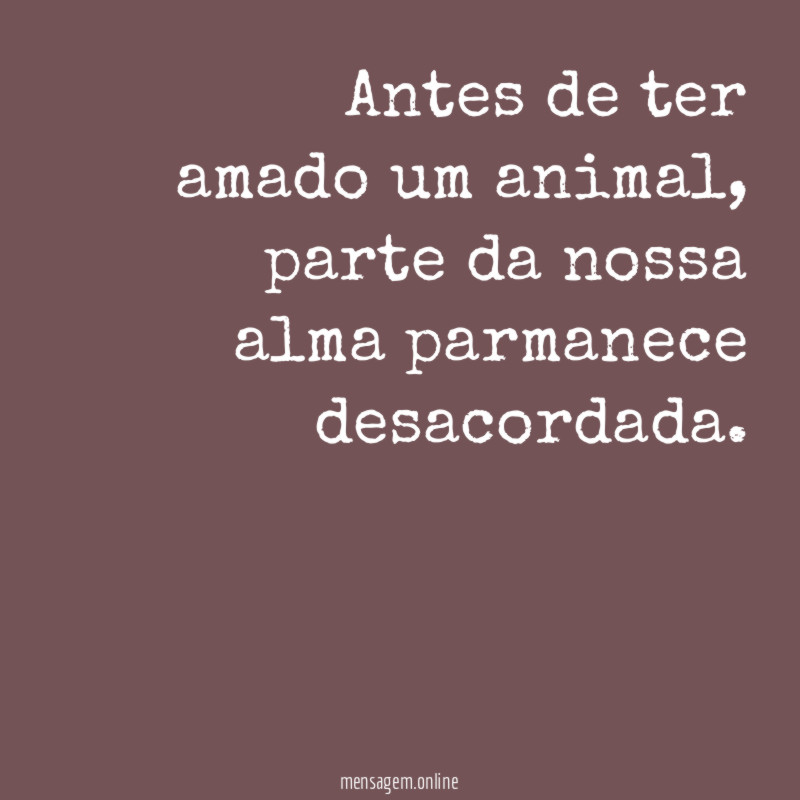 Antes de ter amado um animal