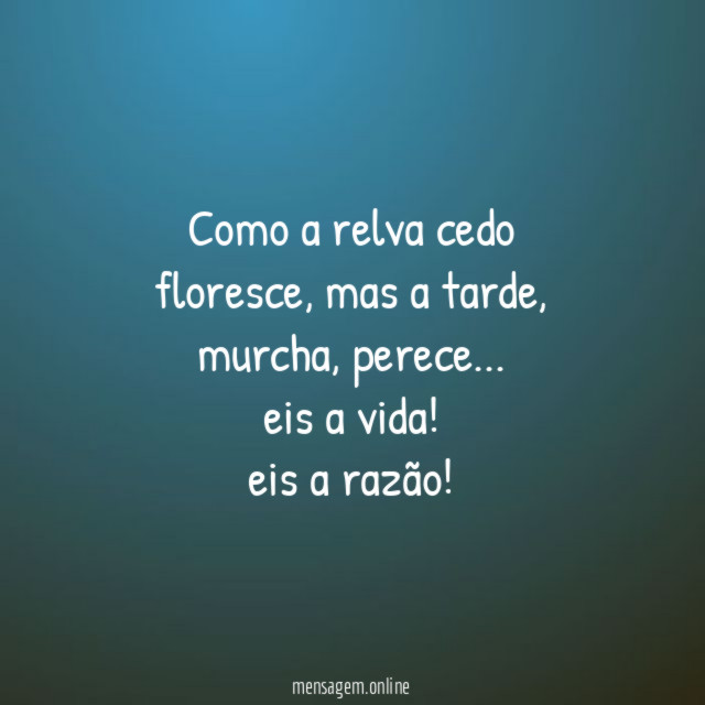 Como a relva cedo floresce