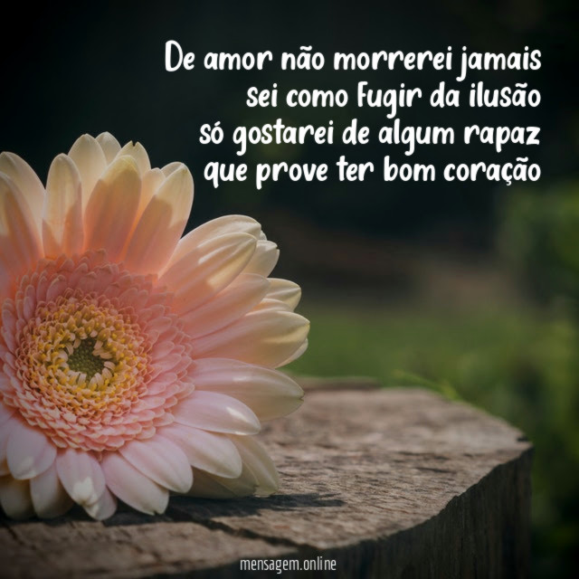 De amor não morrerei jamais sei como fugir da