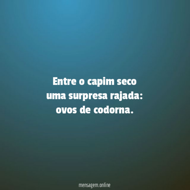 Entre o capim seco uma surpresa rajada