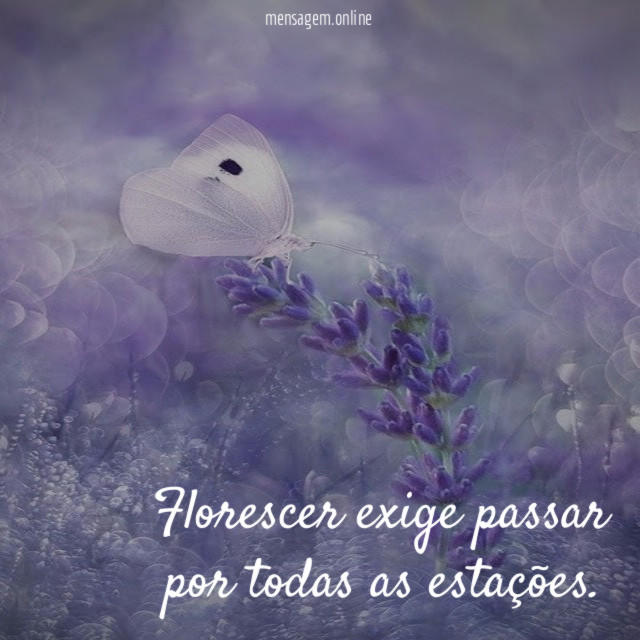 Florescer exige passar por todas as estações