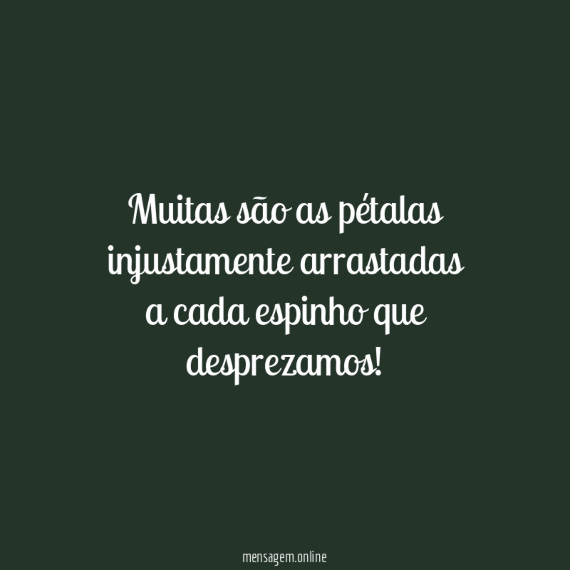 Muitas são as pétalas injustamente arrastadas a cada espinho