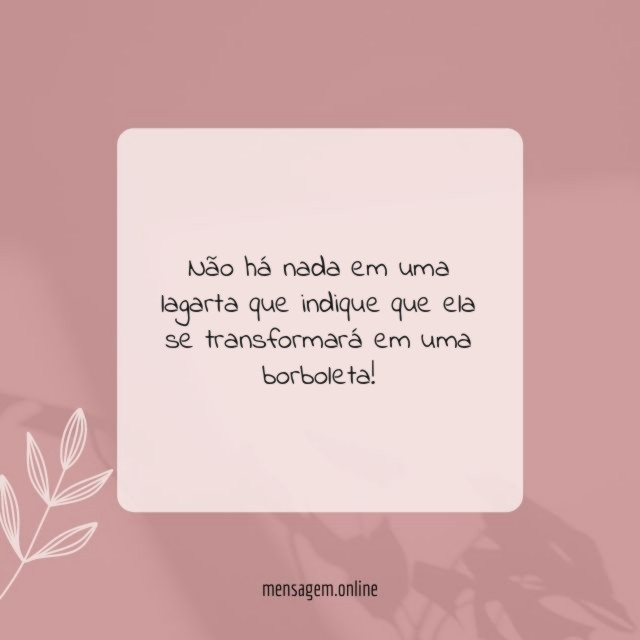 Não há nada em uma lagarta que indique