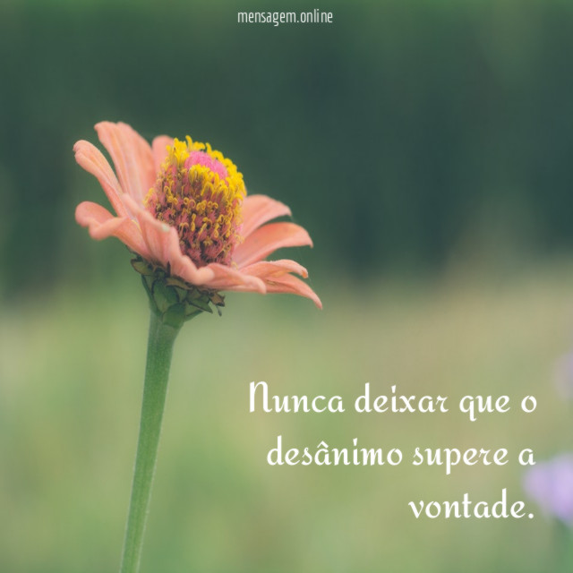 Nunca deixar que o desânimo supere a vontade