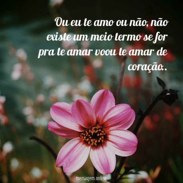 Ou eu te amo ou não