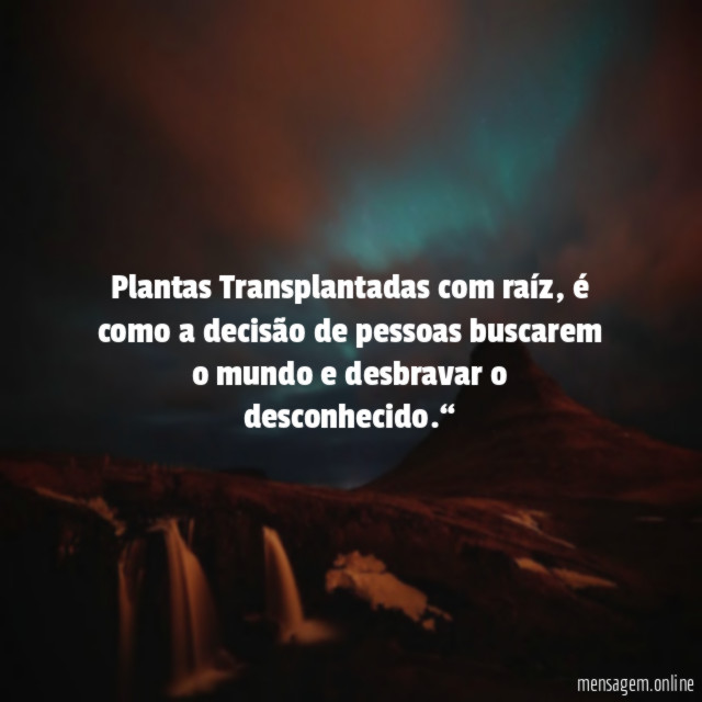 Plantas Transplantadas com raíz