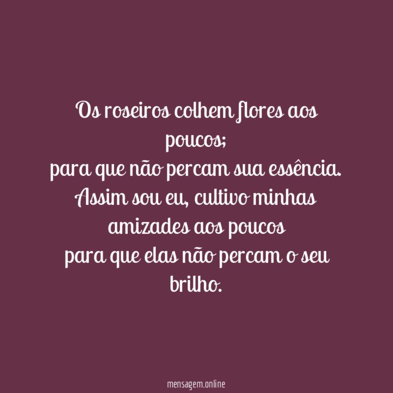 Os roseiros colhem flores aos poucos