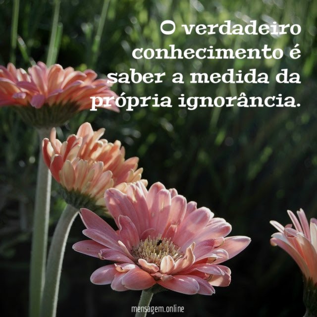 O verdadeiro conhecimento é saber a medida da própria ignorância