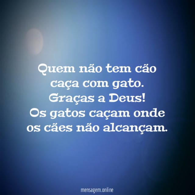 Quem não tem cão caça com gato