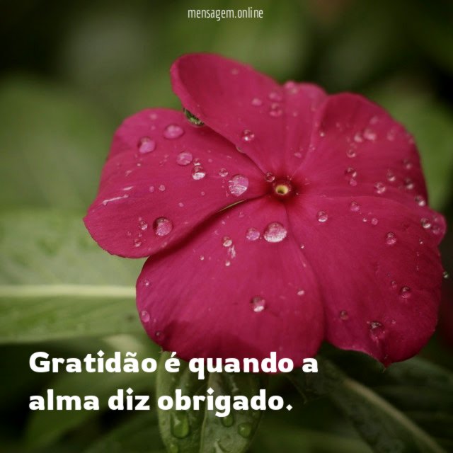 Gratidão é quando a alma diz obrigado
