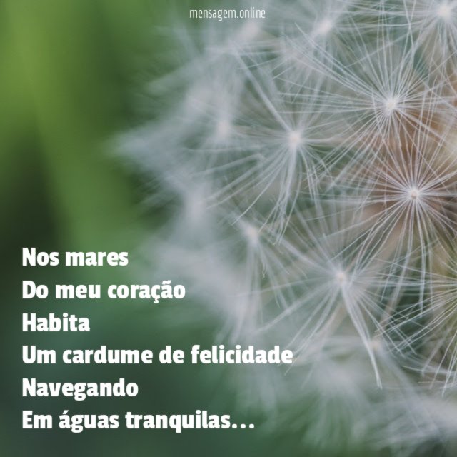 Nos mares Do meu coração Habita Um cardume de felicidade Navegando Em águas