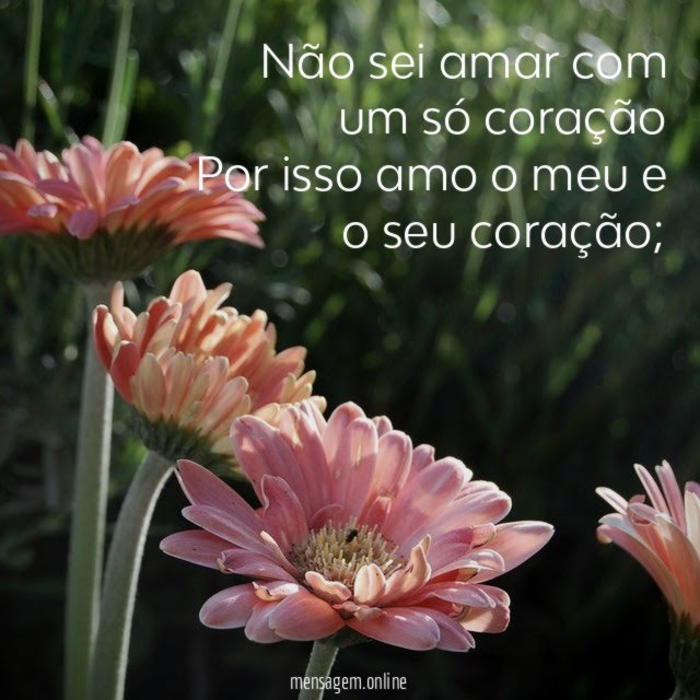 Não sei amar com um só coração Por isso