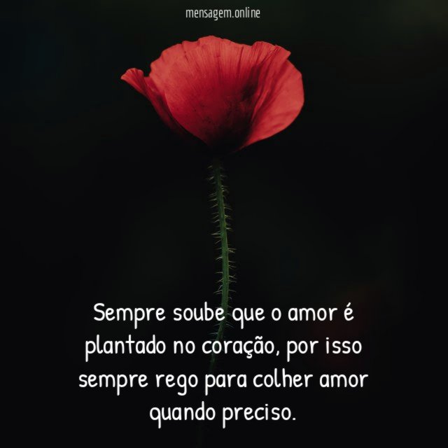 Sempre soube que o amor é plantado no coração