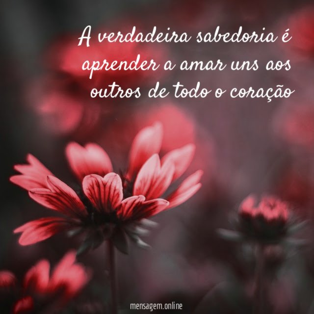 A verdadeira sabedoria é aprender a amar uns