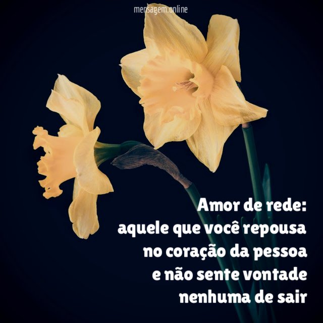 amor de rede