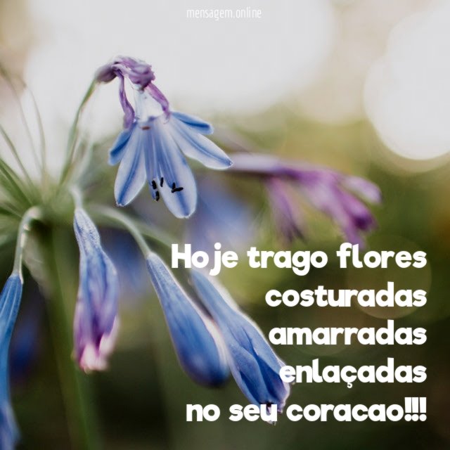 hoje trago flores costuradas amarradas enlaçadas no seu coracao