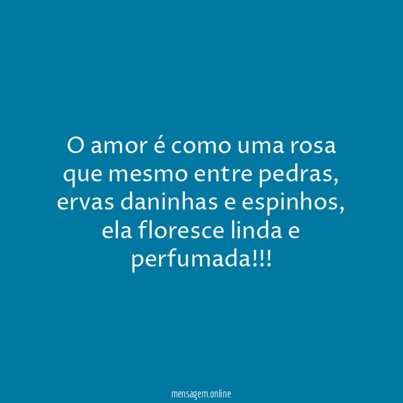 O amor é como uma rosa que mesmo entre pedras